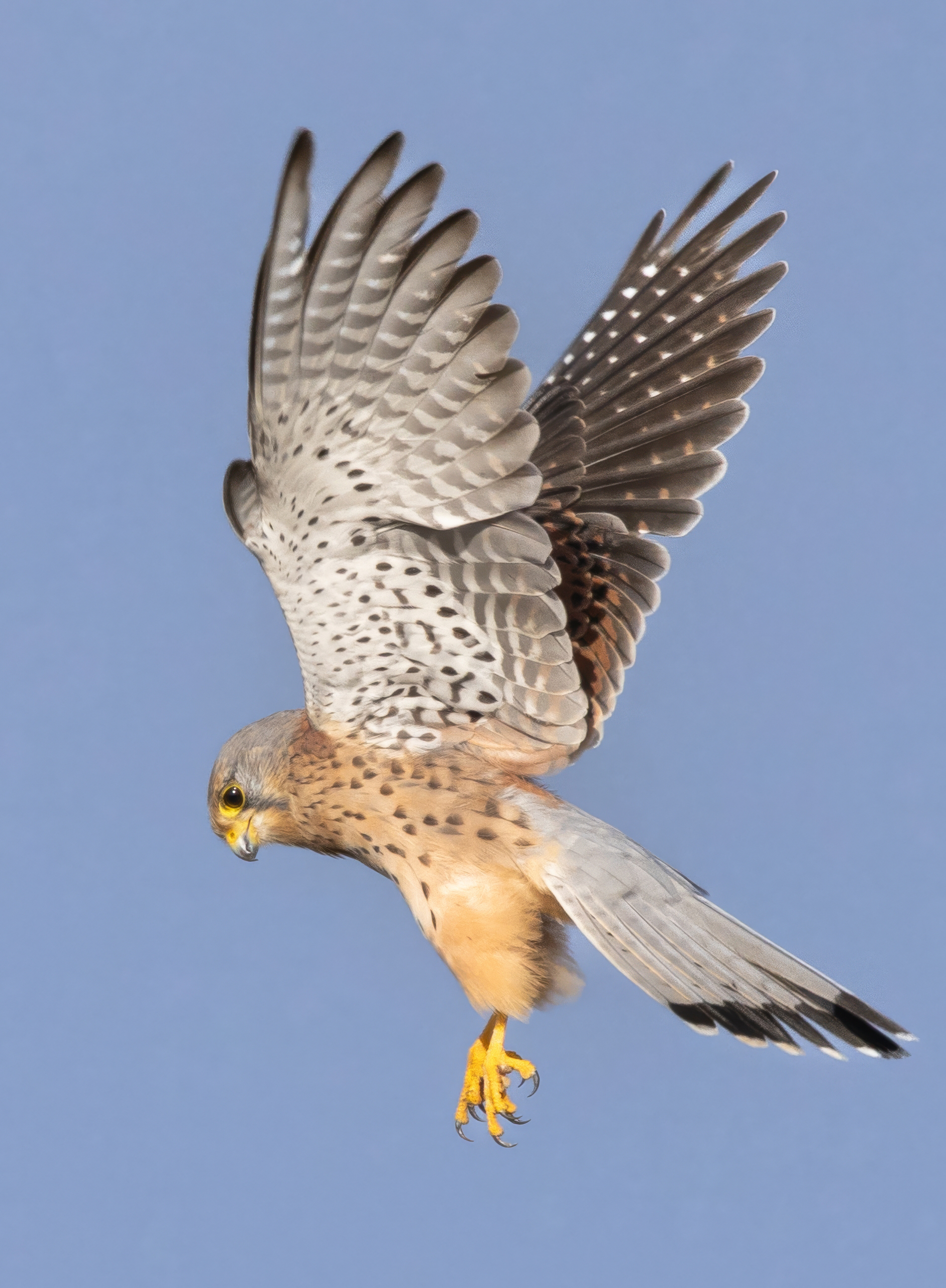 Image: https://us.v-cdn.net/5000498/uploads/editor/6z/ysiek817su0a.png