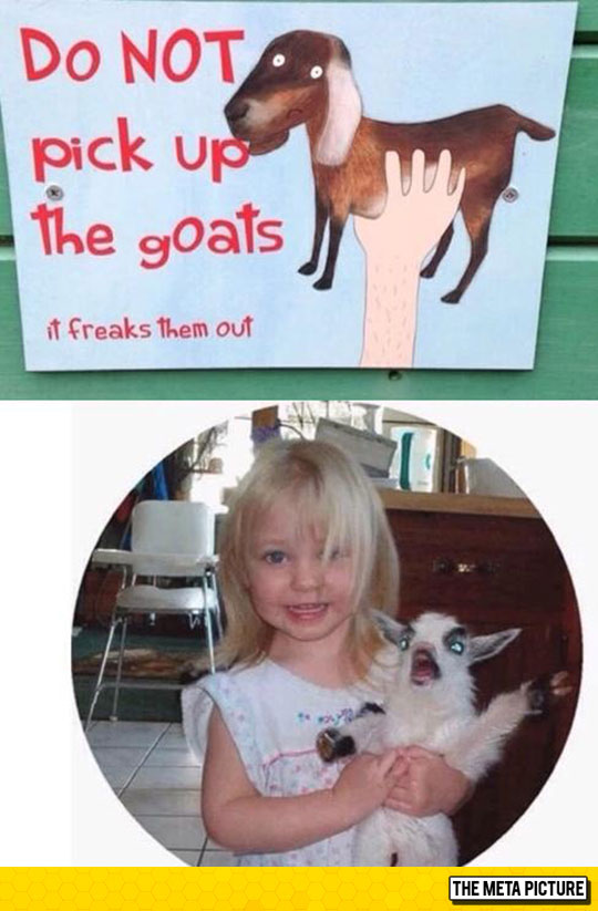 funny-petting-zoo-scared-goat.jpg