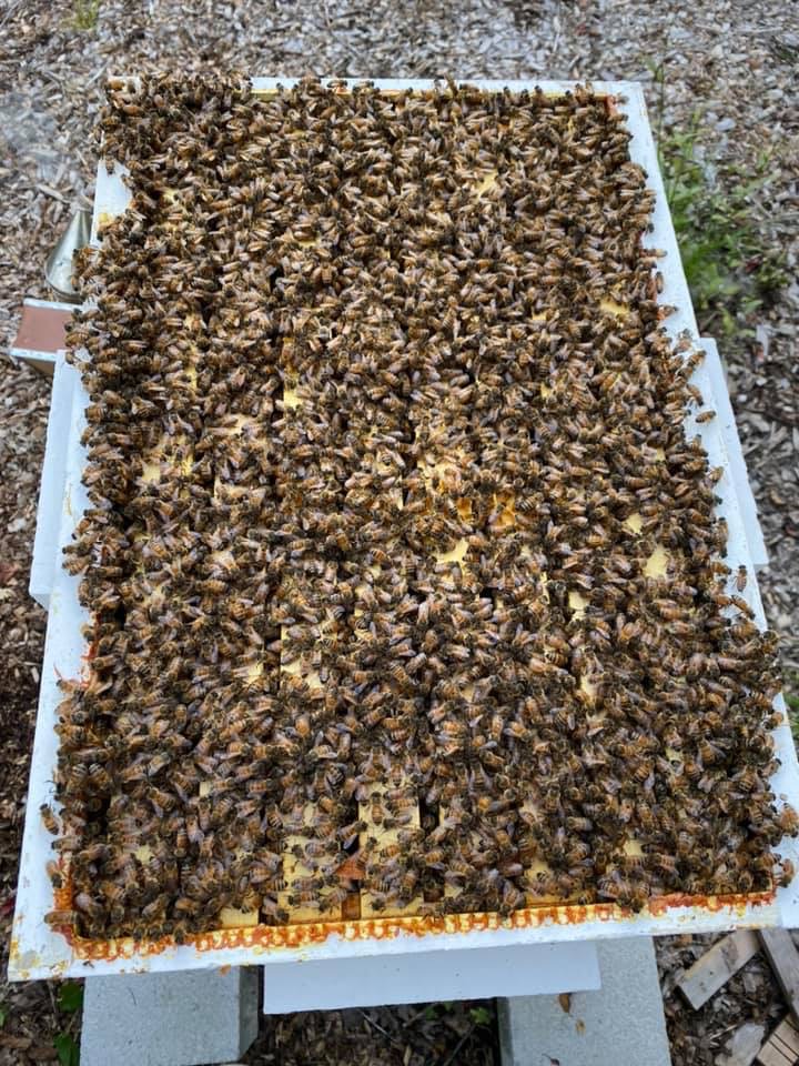 Bee Hive.JPG