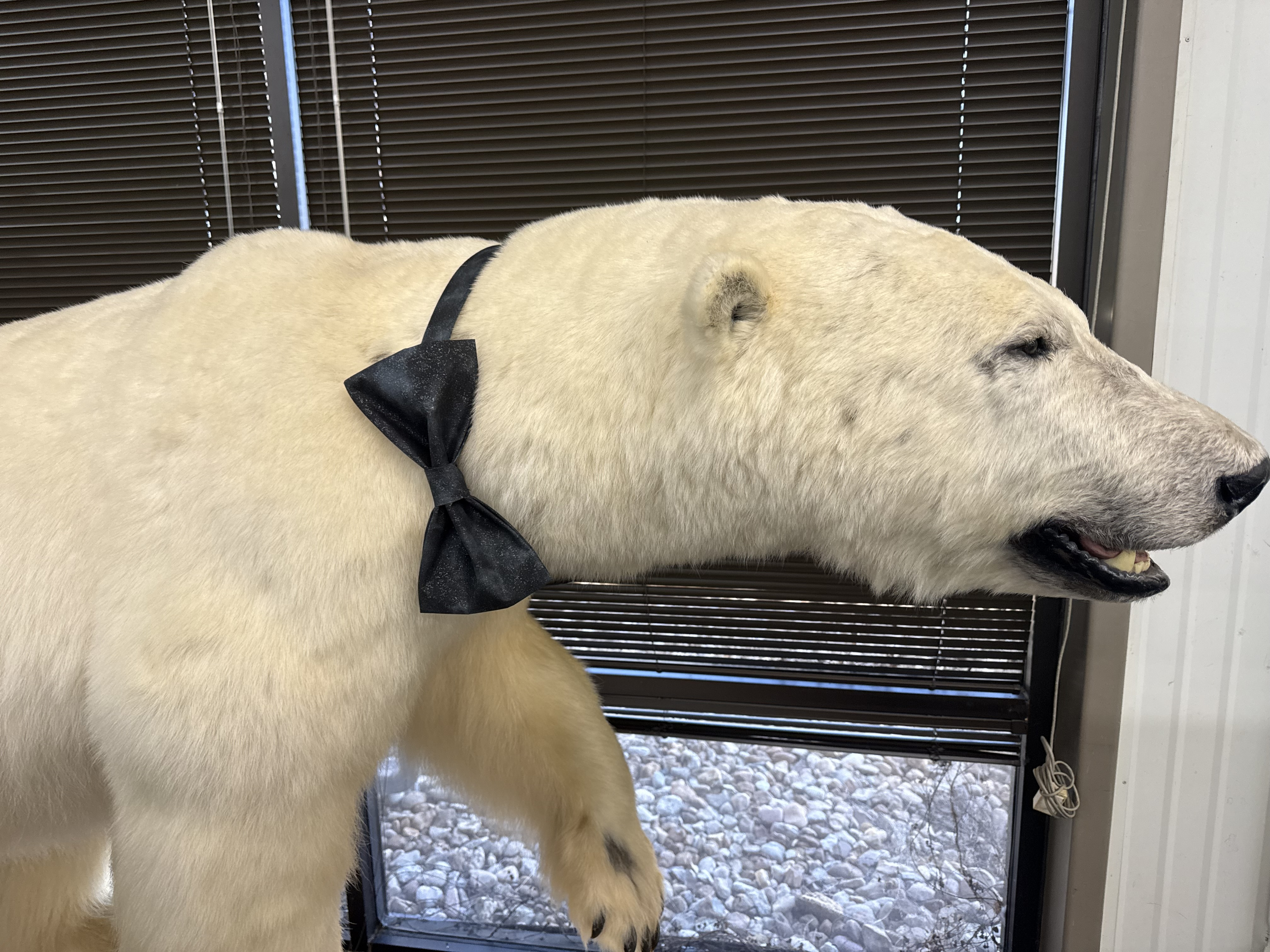 Image: https://us.v-cdn.net/5017260/uploads/editor/2n/hi5nzlpl3dtd.jpeg