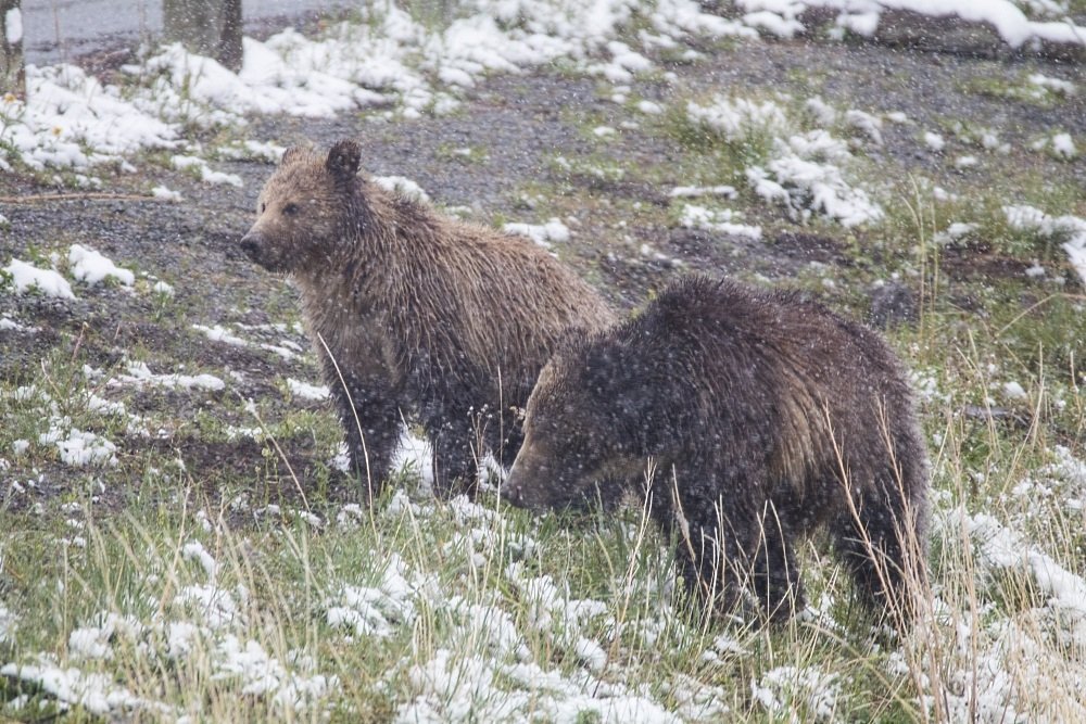 Image: https://us.v-cdn.net/5017260/uploads/editor/43/rw4d9snozmyc.jpg