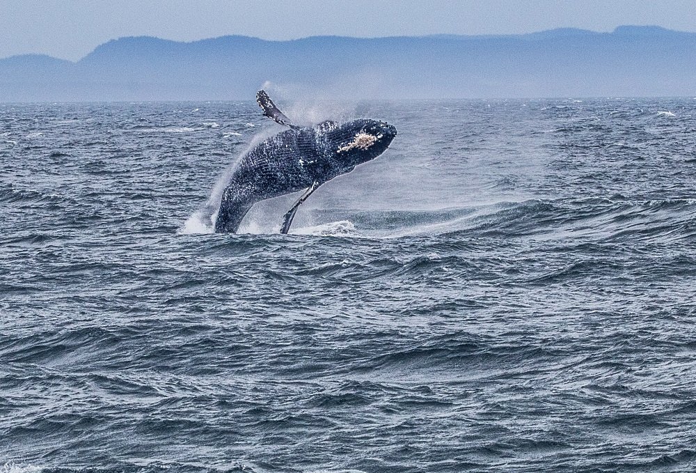 Image: https://us.v-cdn.net/5017260/uploads/editor/4s/5adfna6277kx.jpg