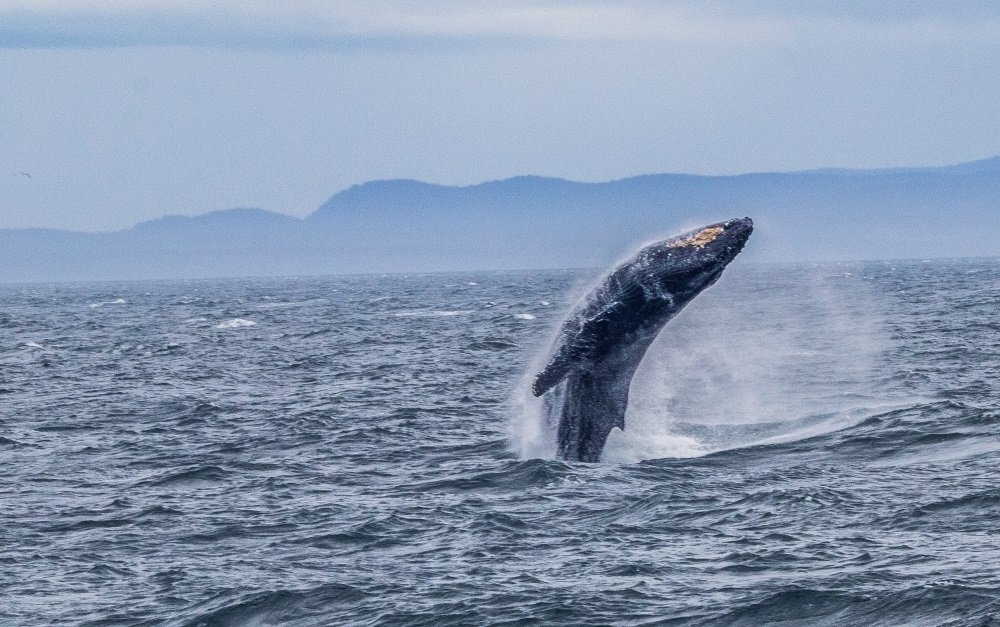 Image: https://us.v-cdn.net/5017260/uploads/editor/8s/uov5xxu5nx3r.jpg