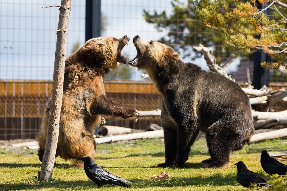 Image: https://us.v-cdn.net/5017260/uploads/editor/jm/x0nsjxpj7ewj.jpg