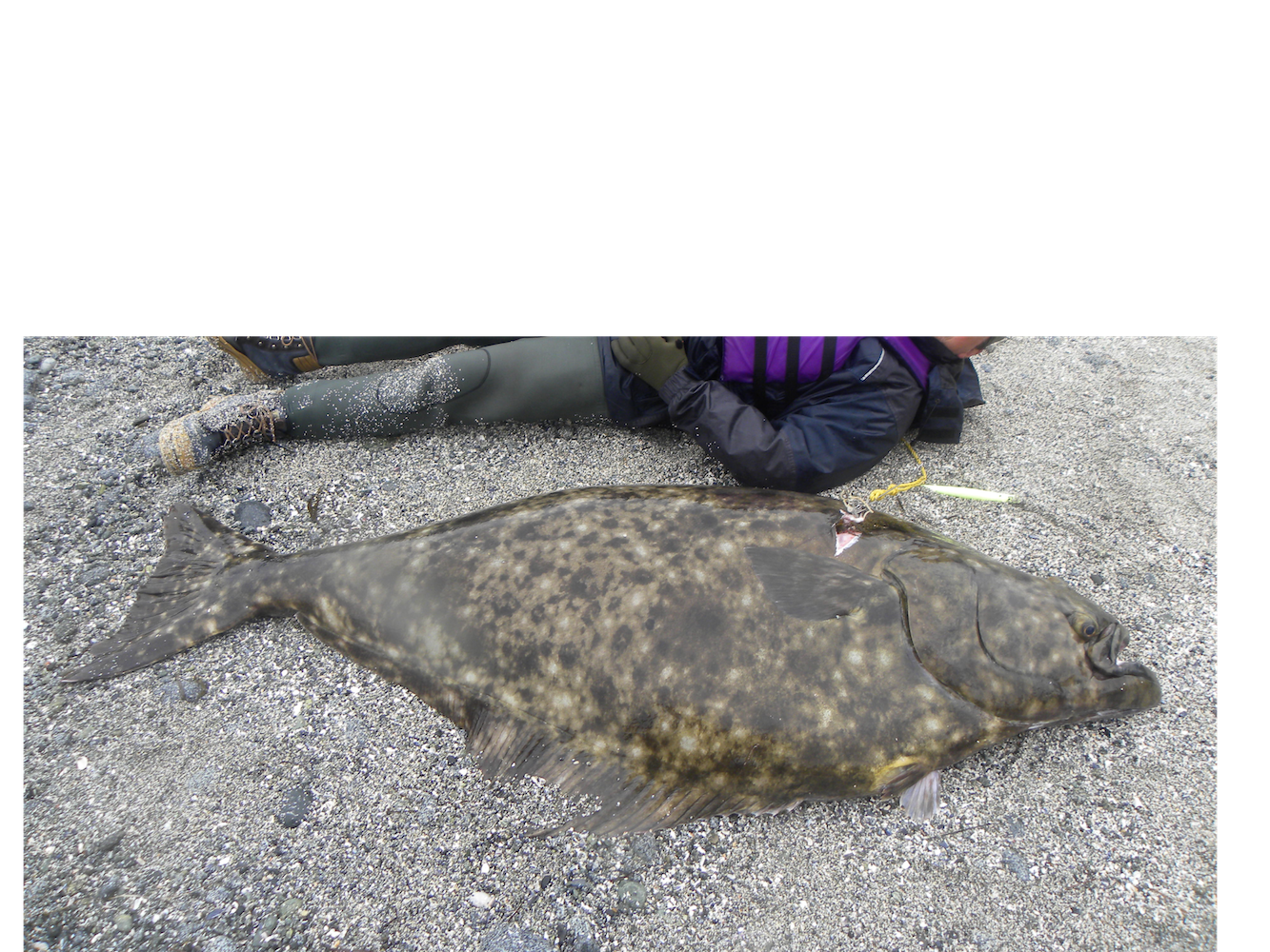 Healthy Egging Halibut — Big Green Egg Forum