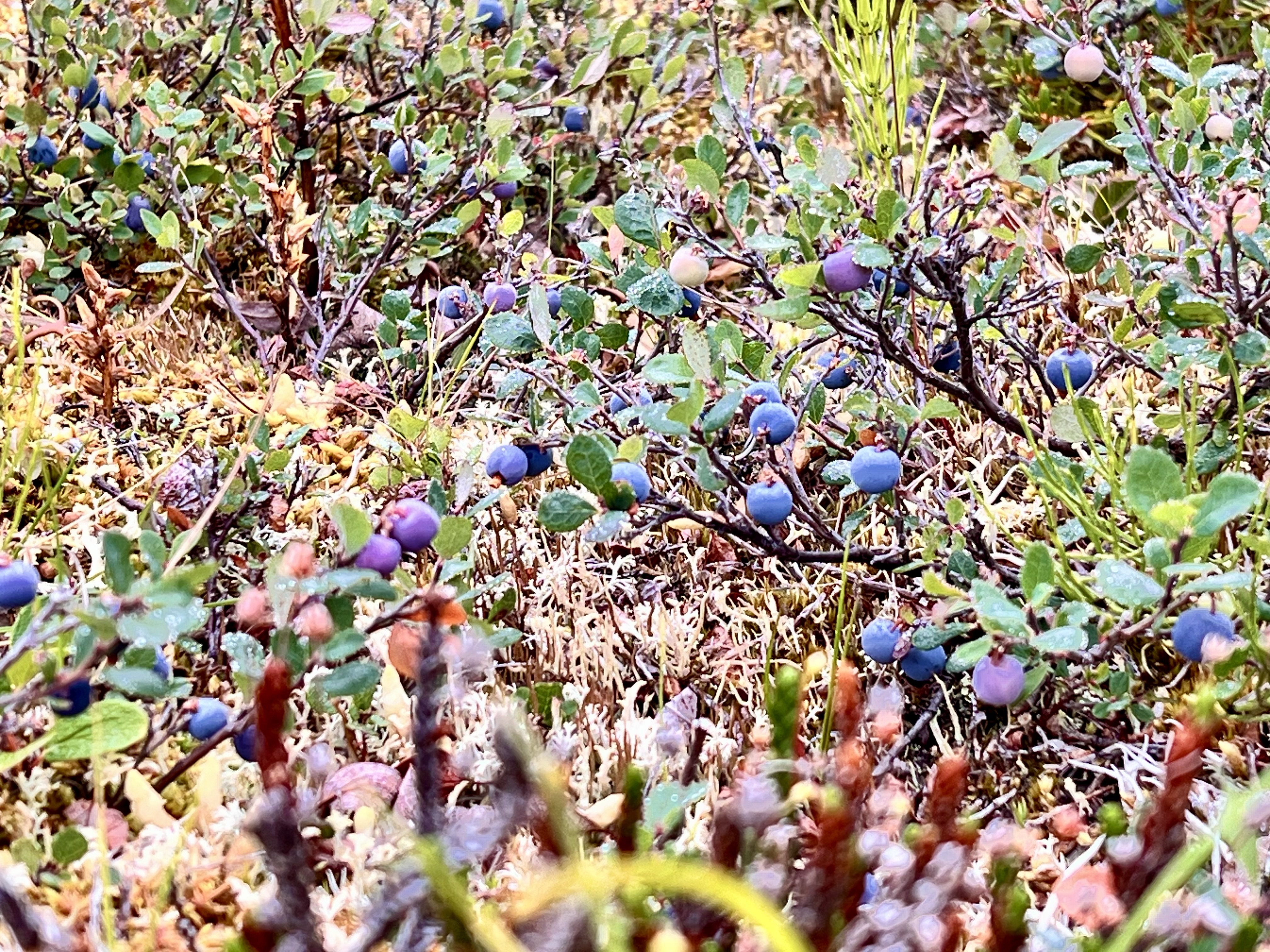 Image: https://us.v-cdn.net/5017260/uploads/editor/o6/nkidwwtocsyd.jpeg