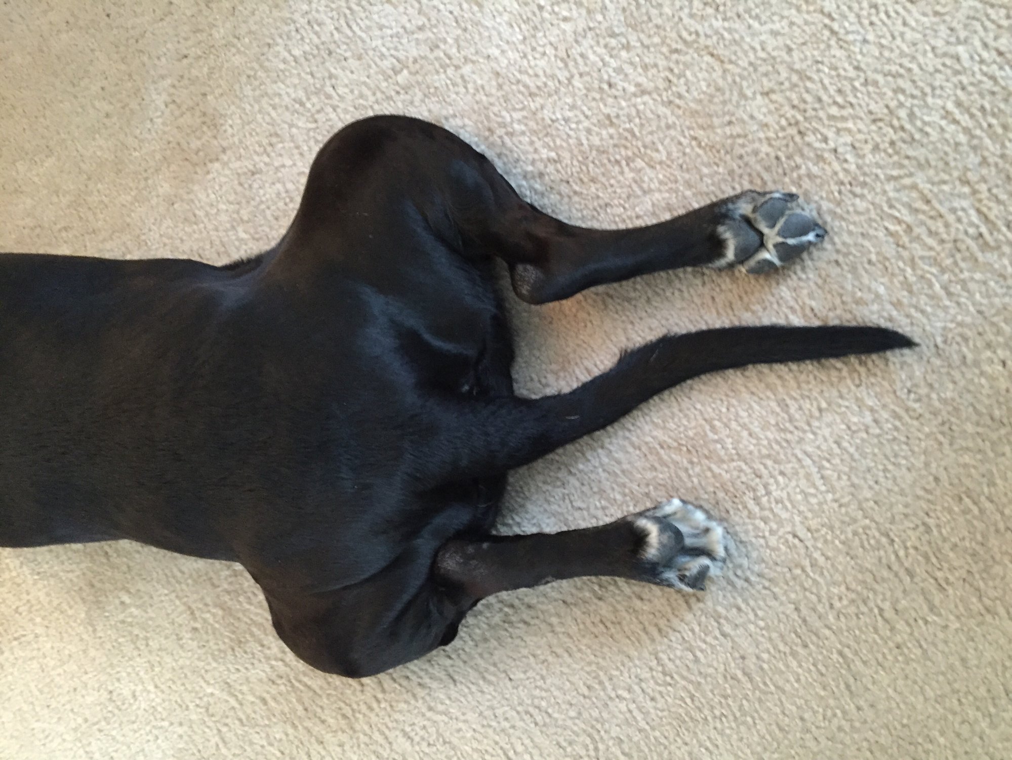 Spatchcock Lab — Big Green Egg Forum