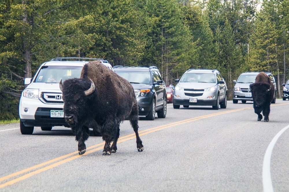 Image: https://us.v-cdn.net/5017260/uploads/editor/qm/i7ni3s69sejm.jpg