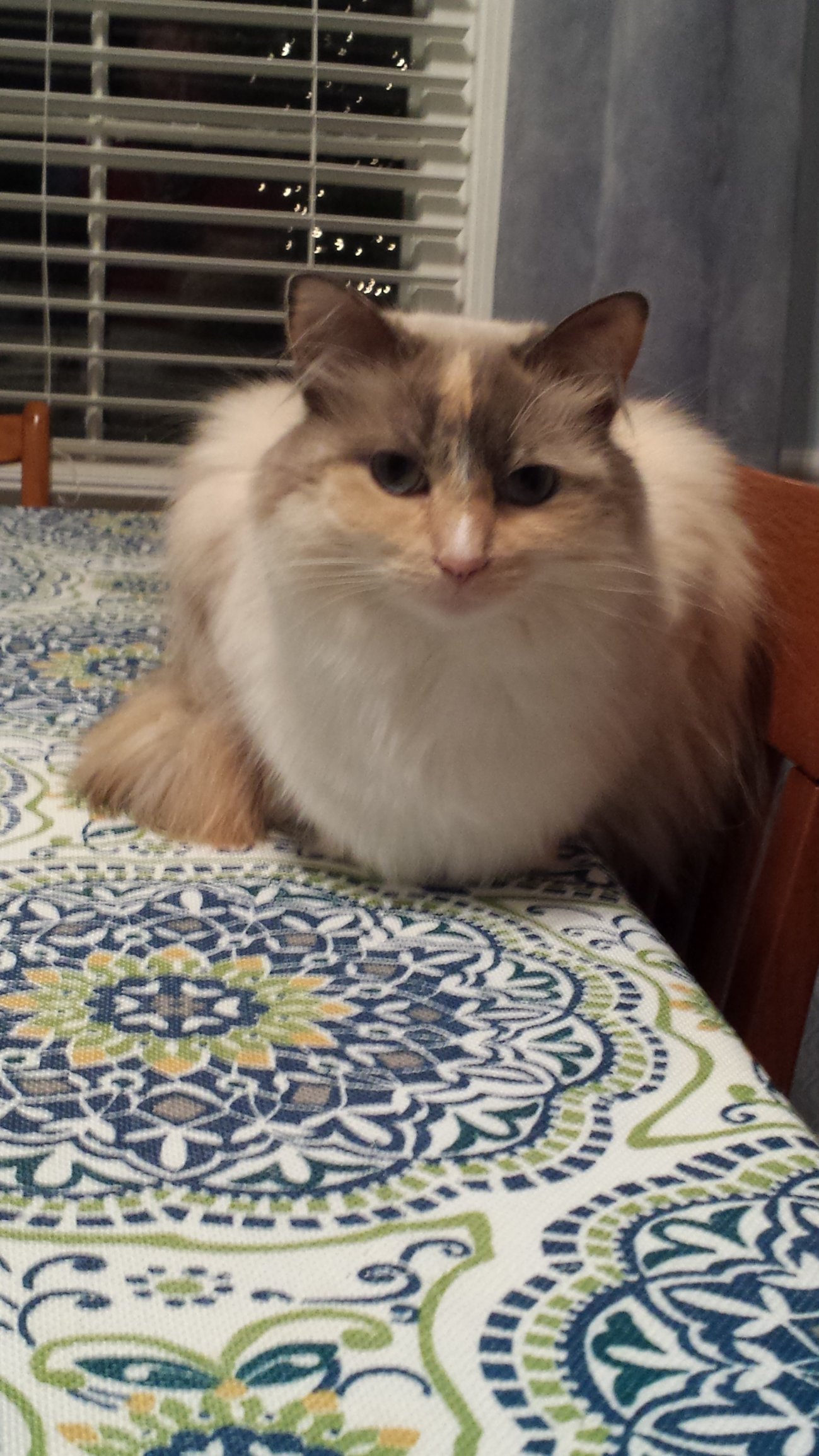 Image: https://us.v-cdn.net/5017260/uploads/editor/r3/9i3hi0hxjpbz.jpg