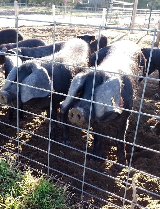 Image: https://us.v-cdn.net/5017260/uploads/editor/ti/3h54pqd1luev.jpg