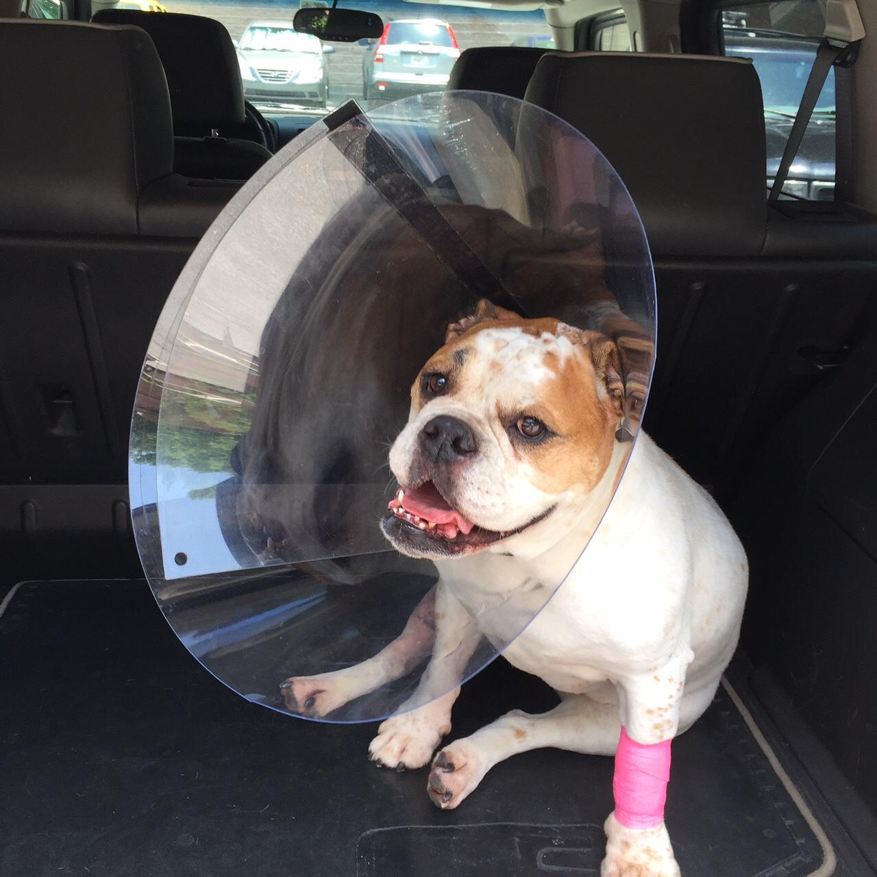 Image: https://us.v-cdn.net/5017260/uploads/editor/tx/lgdqb7ceq0ib.jpg