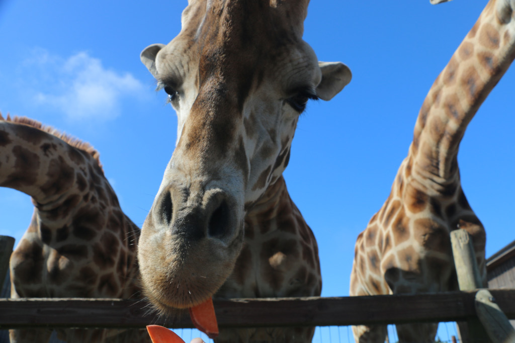 Image: https://us.v-cdn.net/5017260/uploads/editor/vq/p8zp88l2o7nm.jpg