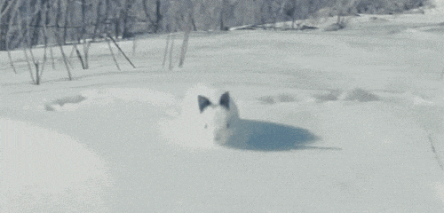 wl0f0h8qlq8j.gif