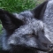 Arcanis