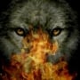 SN.Wolf