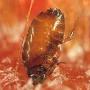 fleas