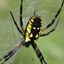 Azirphaeli