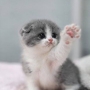 Cat_Gamer33