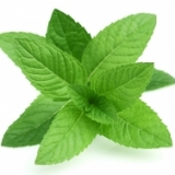 mintchipmagic