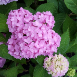 Doransa
