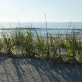 surfcity