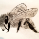 Crystal_sloth