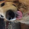kibbles