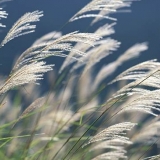 SilverGrass