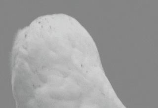 ztcydwcfk5s9.gif