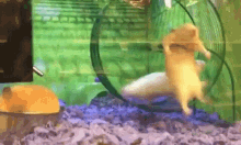 3jb3gsctm6z8.gif