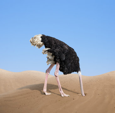 owi1jji8szrr.png
