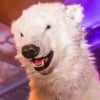 TVBear