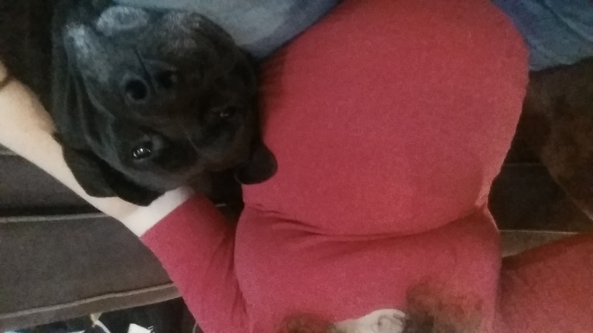 Clingy dogs? — The Bump