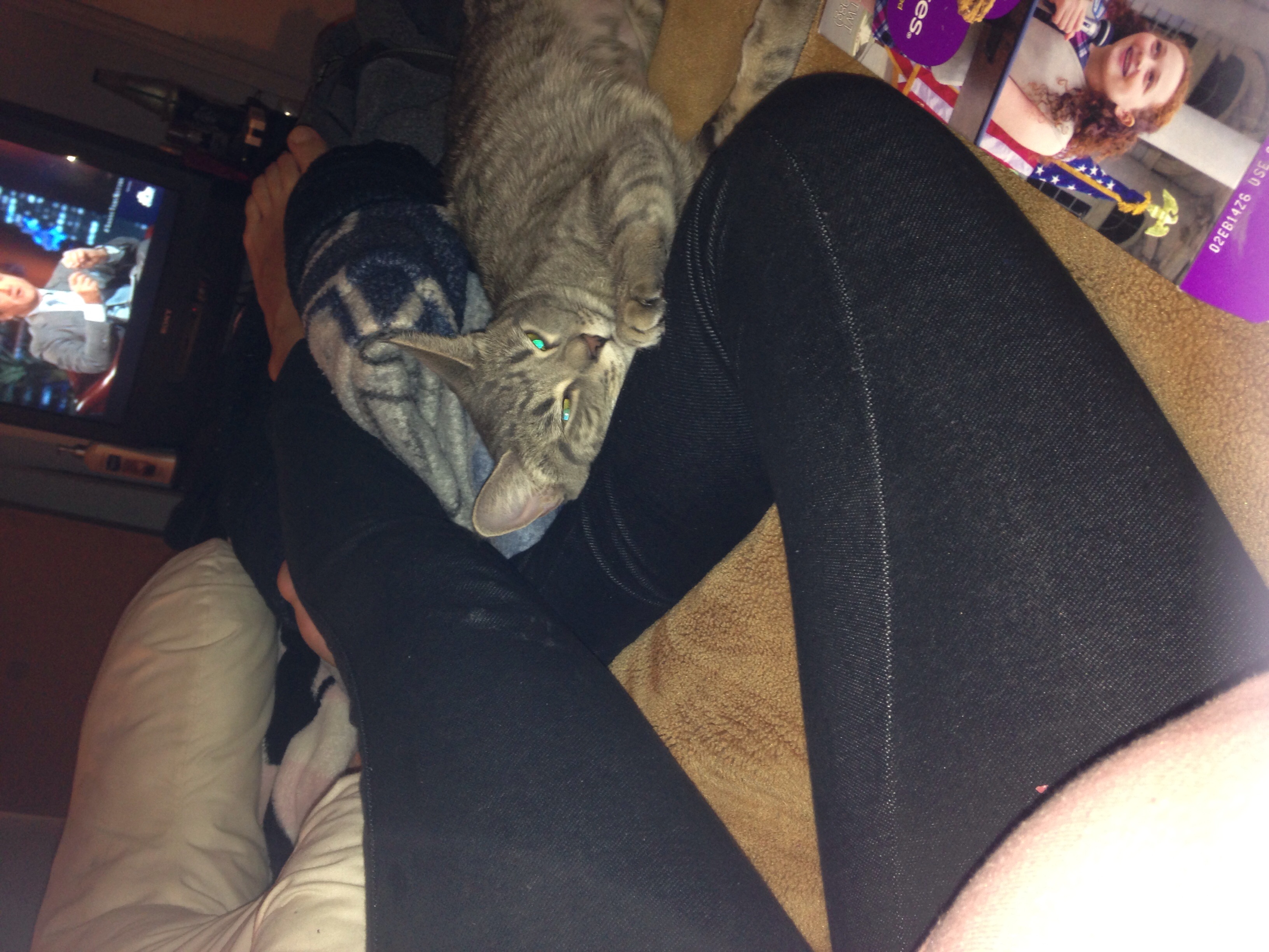 Can cats sense if am going into labor — The Bump