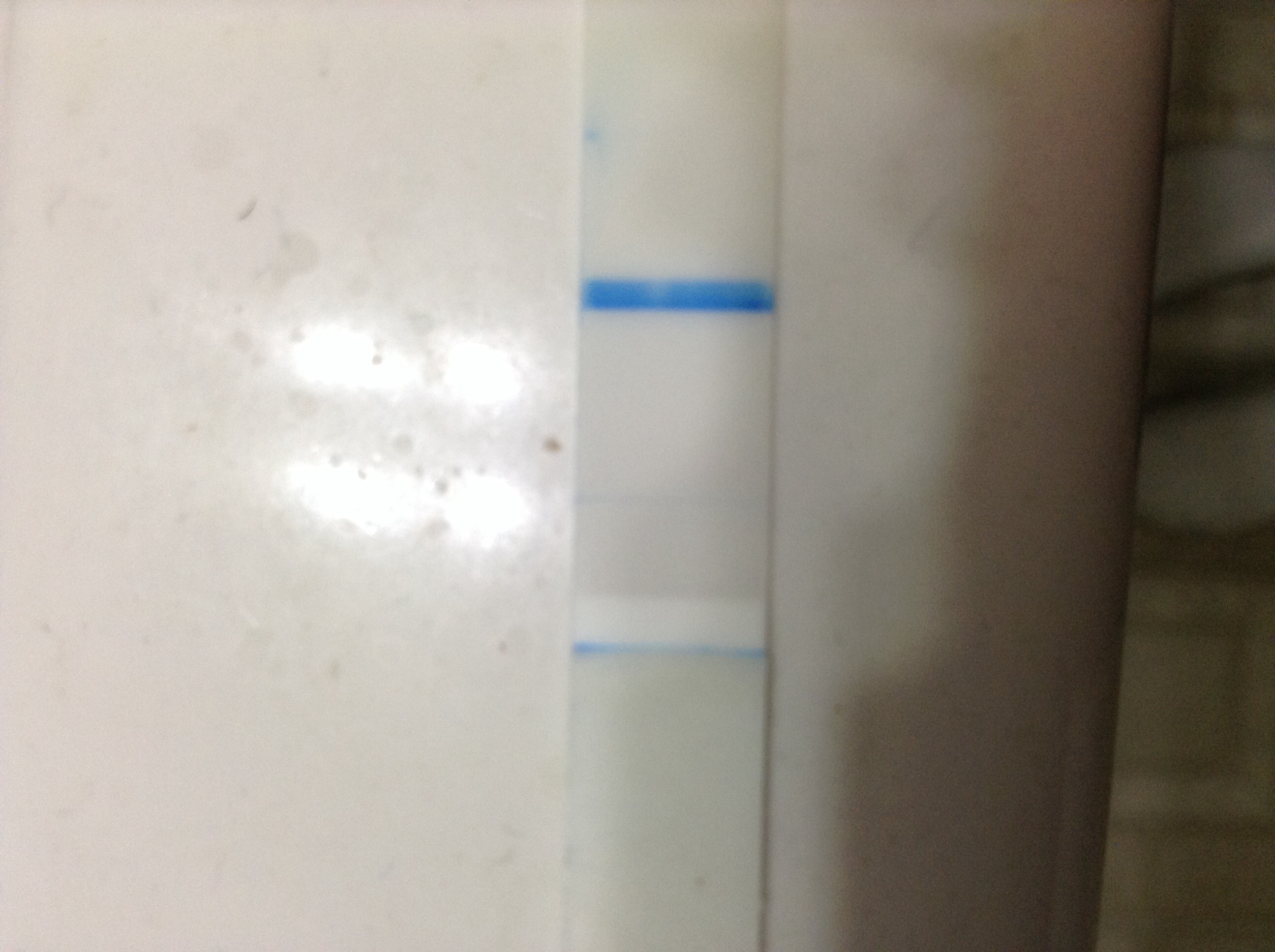 Pregnancy Test Confusion? Yeast Infection Could Be To Blame - ztuv23d