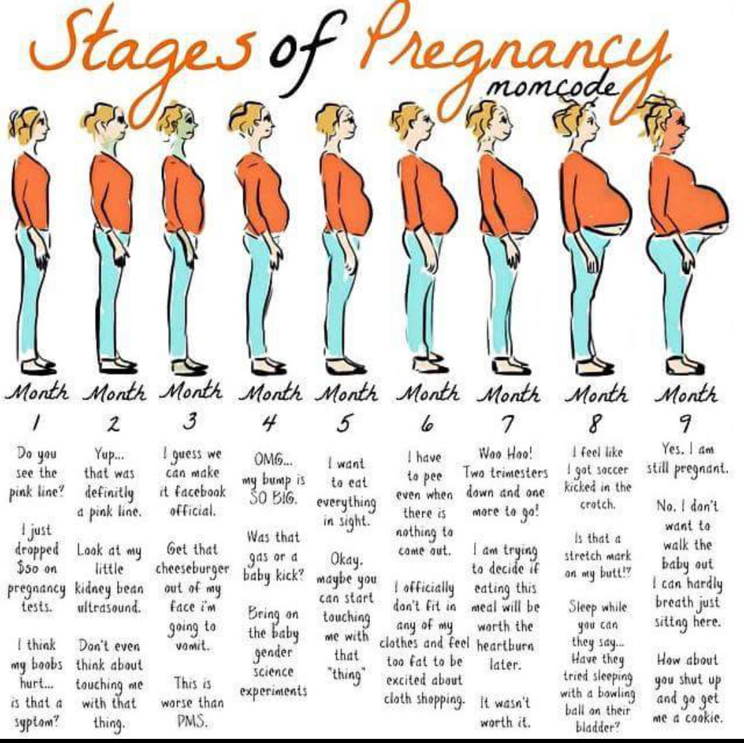 Stages Of Pregnancy — The Bump 0095