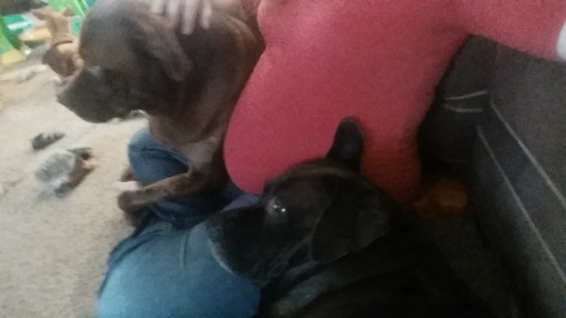 Clingy dogs? — The Bump