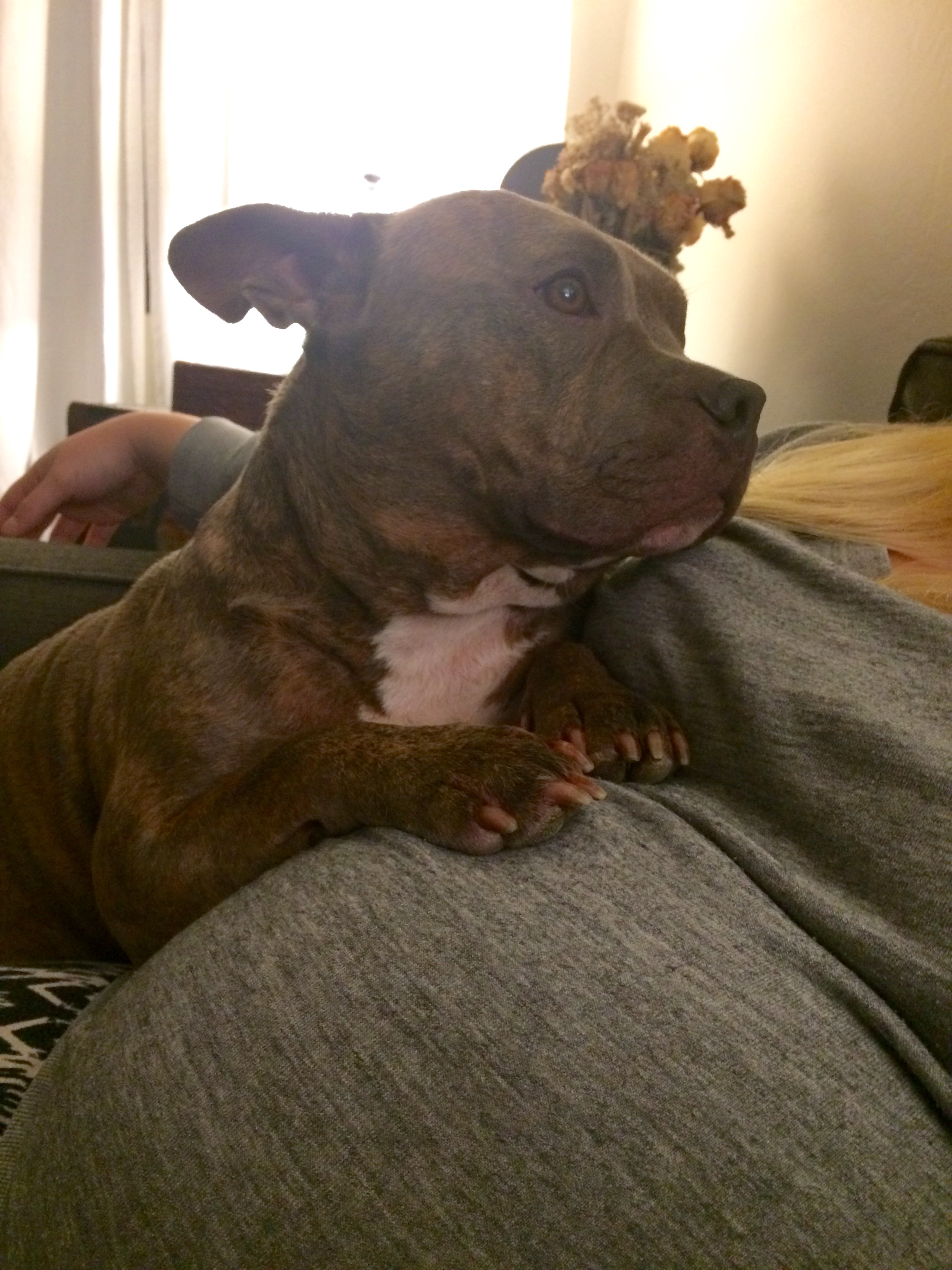 puppy lethargic not lethargic and not himself the bump puppy lethargic not lethargic and not himself the bump