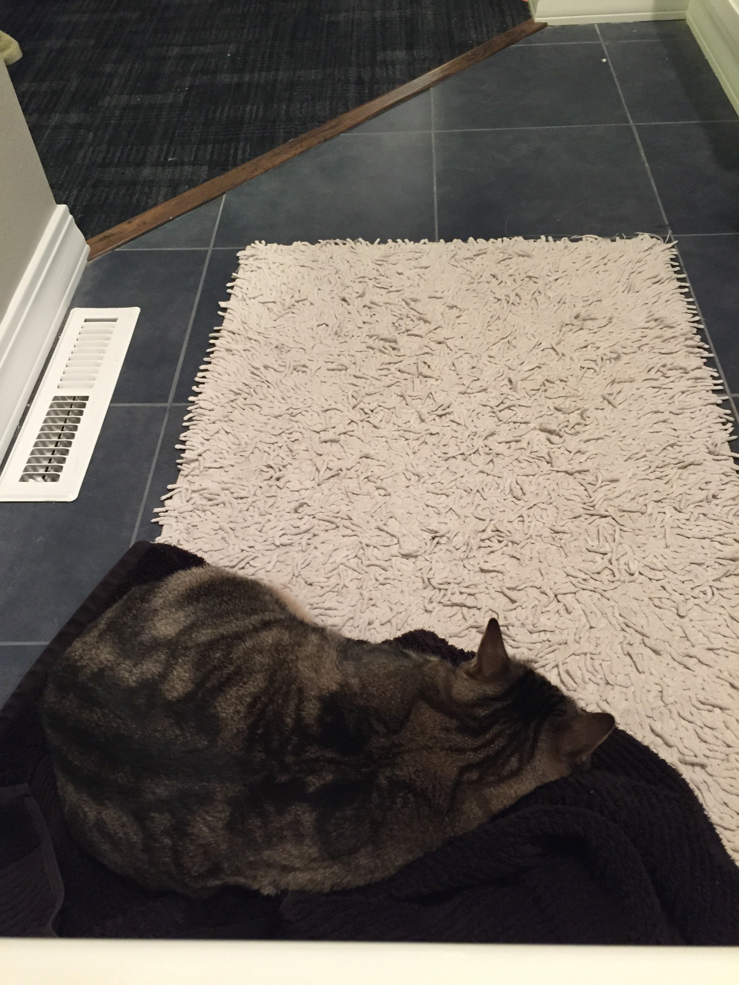 Can cats sense if am going into labor — The Bump