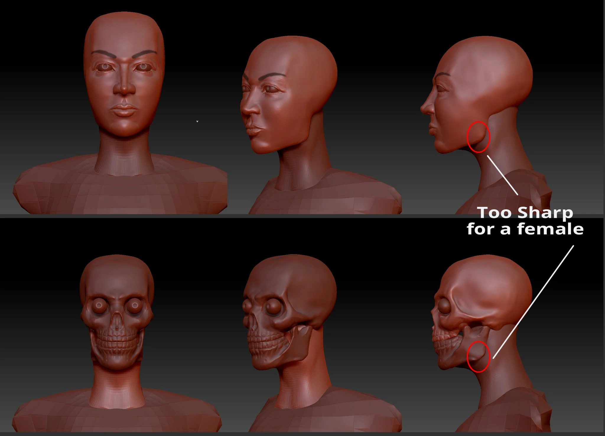 Learning to sculpt faces. Use clear references. Observe them…