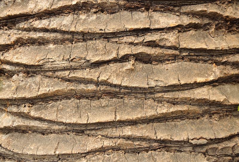 Palm bark in designer? — polycount