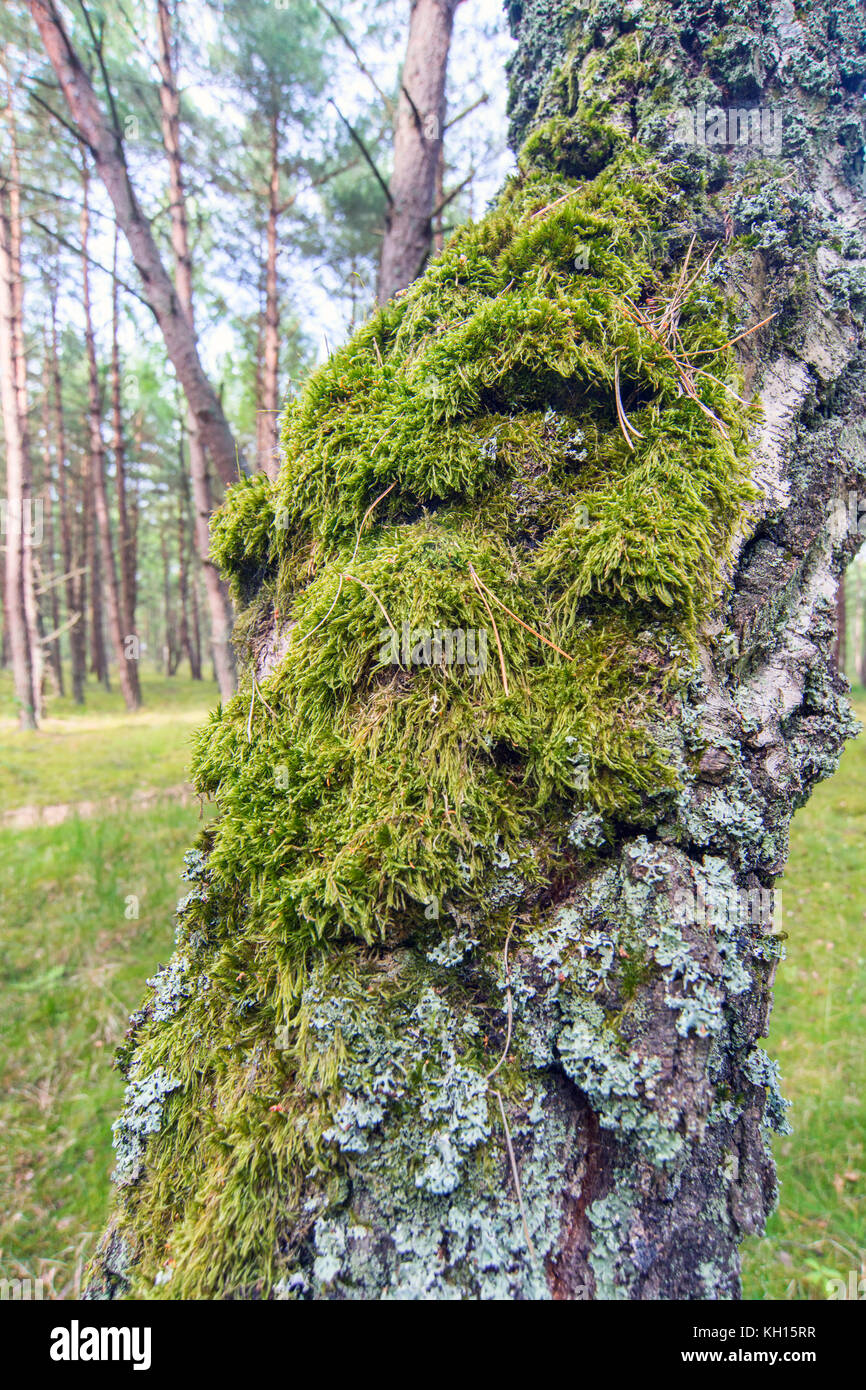 thick-moss-plant-growing-on-northern-side-of-tree-stem-in-summer-forest-KH15RR.jpg