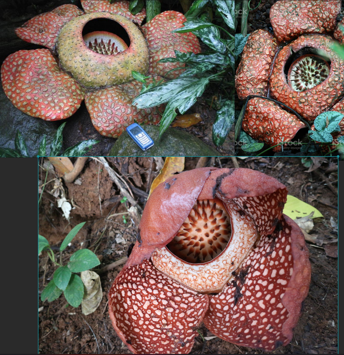 rafflesia png