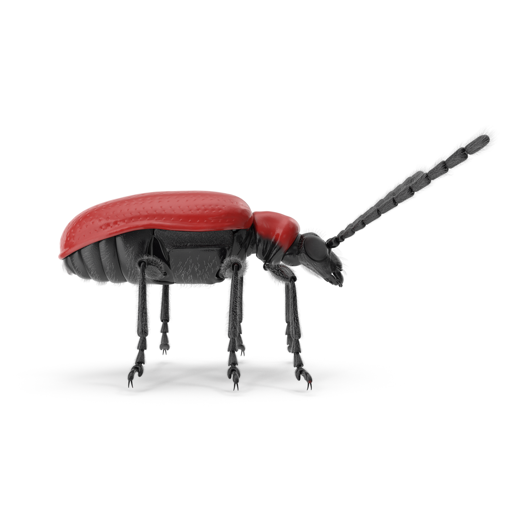 Scarlet_lily_beetle.0125.png