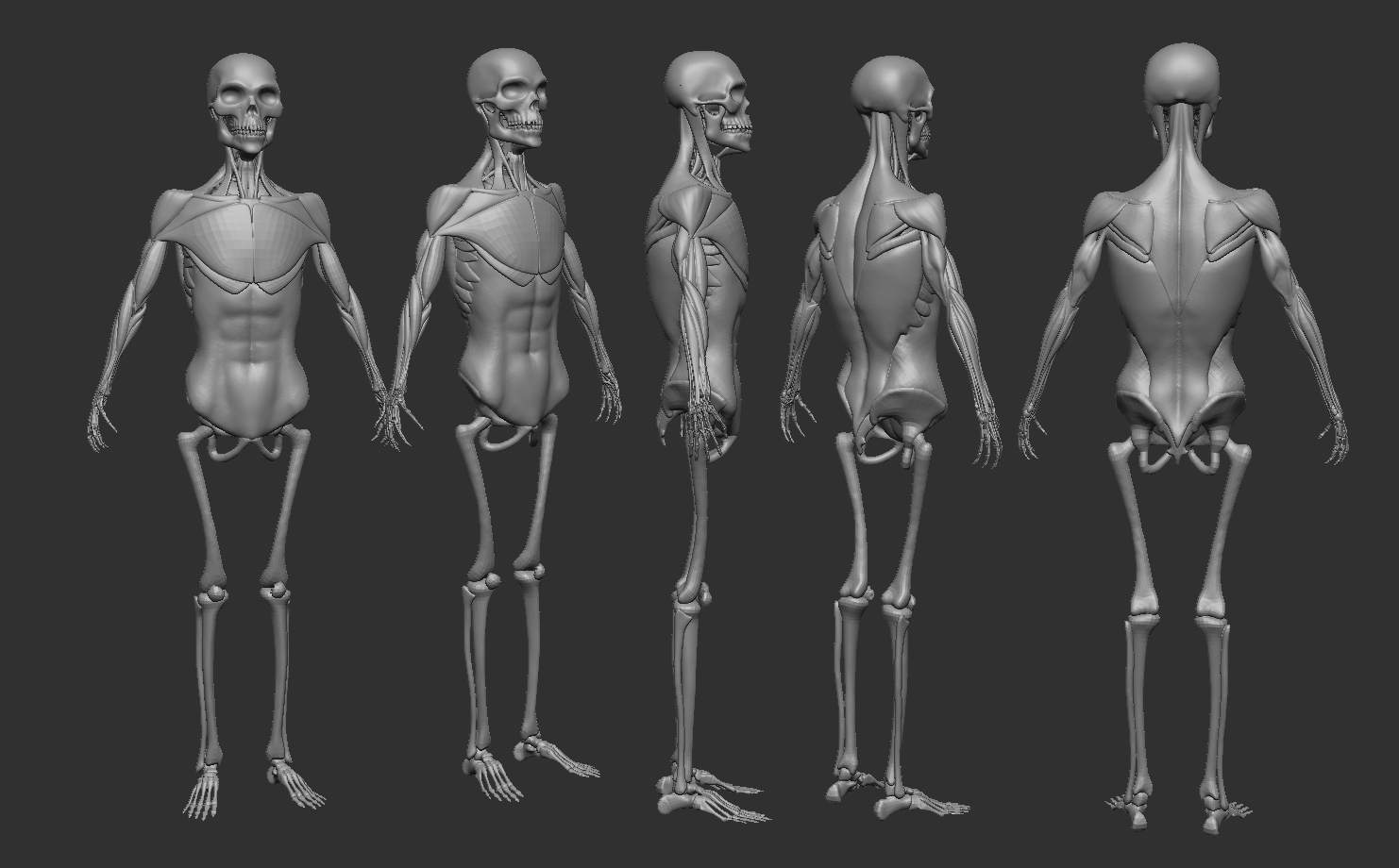 Supination and pronation are terms - Anatomy For Sculptors