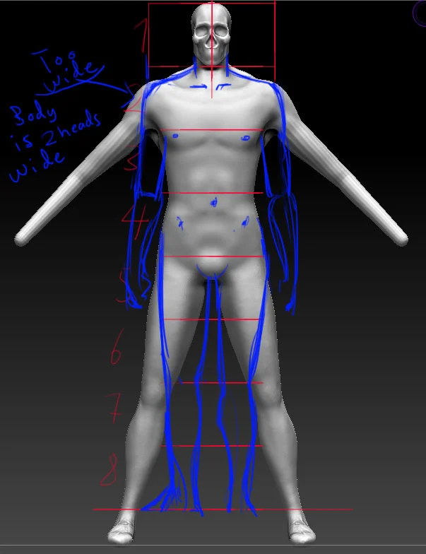 Anatomy] ~ I require help to understand human proportions (3D