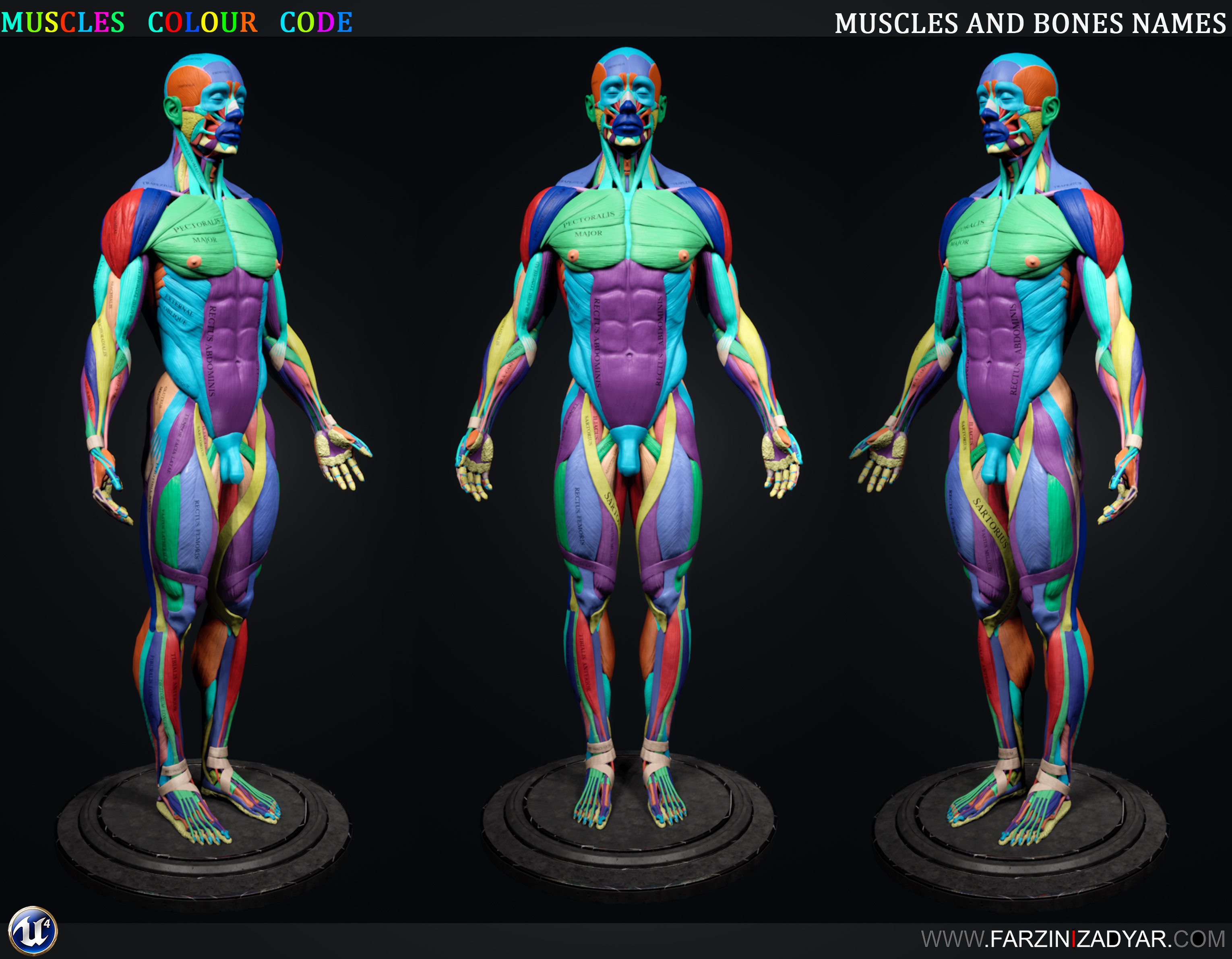 Human Anatomy Kit Polycount