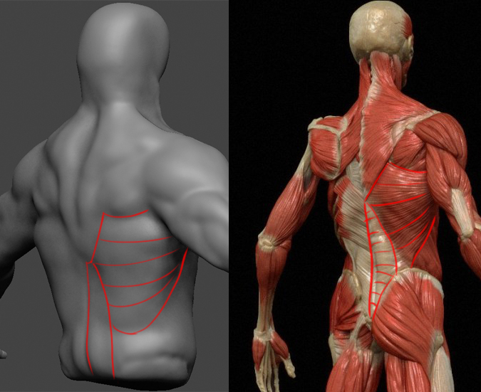 Male torso/back anatomy - critique please — polycount