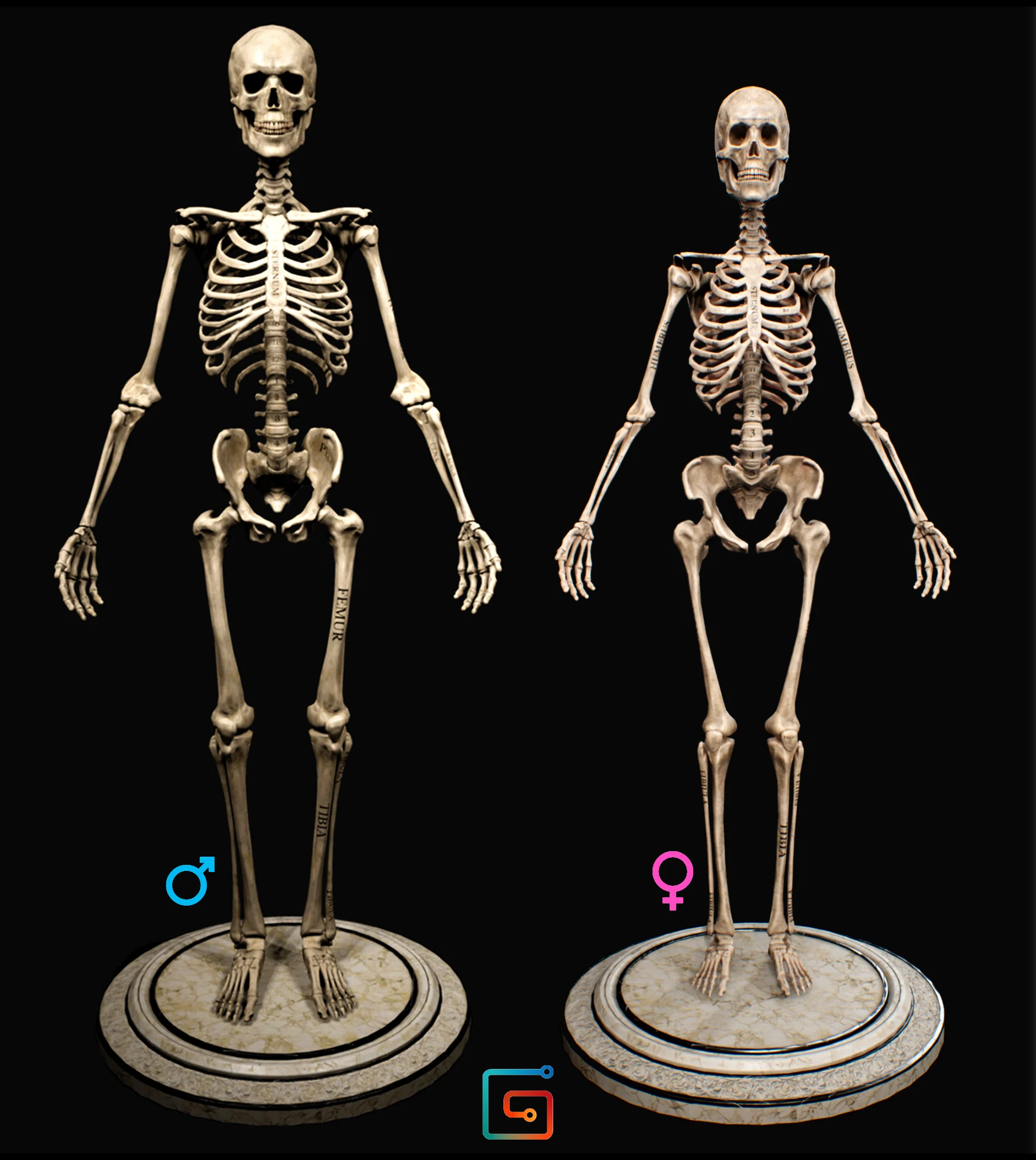 Skull: Anatomy, structure, bones, quizzes