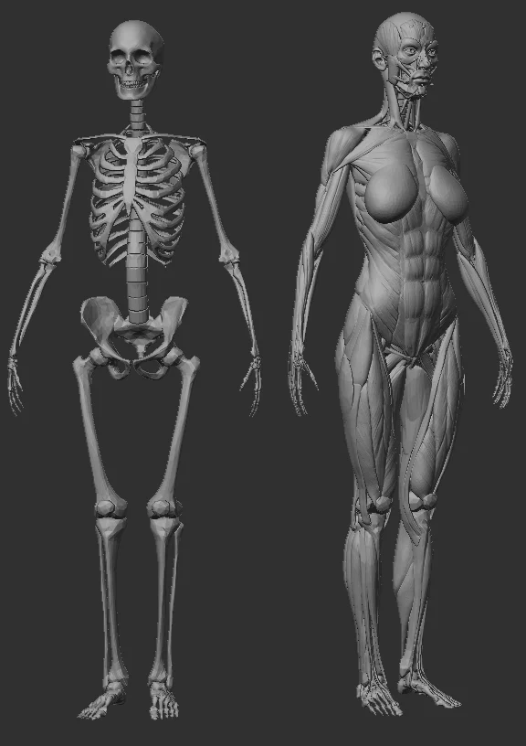 Anatomy For Sculptors on X: 1/3 Female rib cages tend to be